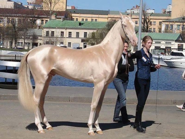 Лошади редких мастей